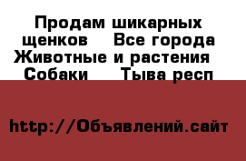 Продам шикарных щенков  - Все города Животные и растения » Собаки   . Тыва респ.